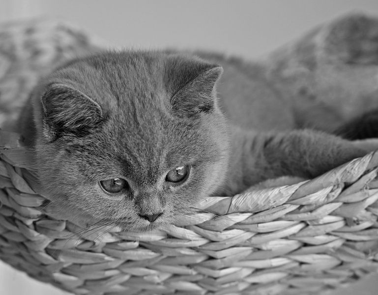 British shorthair in black and white by Jose Lok