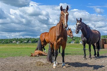 Harte Pferde in einem Fohlen von Walter Frisart