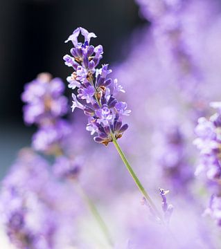 Lavendel in een Mediterrane tuin van Camilla Ottens