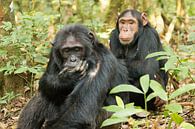 Schimpansen - Chimpanzee van Britta Kärcher thumbnail
