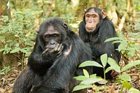 Schimpansen - Chimpanzee