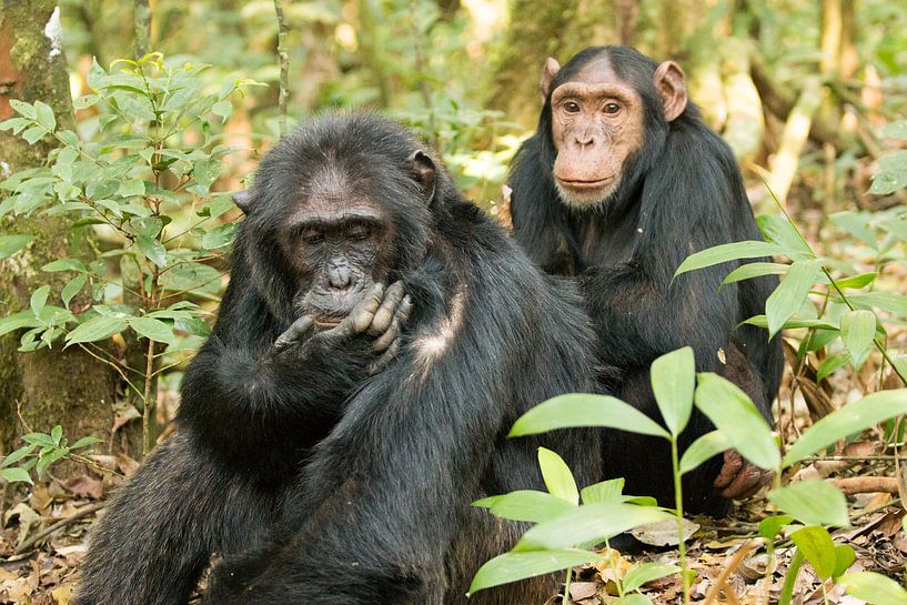 Schimpansen - Chimpanzee van Britta Kärcher