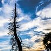 Silhouet van dode boom in het avondlicht von Peters Foto Nieuws l Beelderiseren