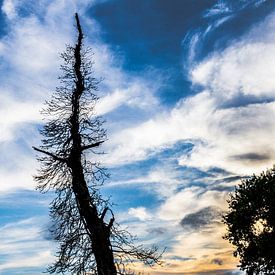 Silhouet van dode boom in het avondlicht van Peters Foto Nieuws l Beelderiseren