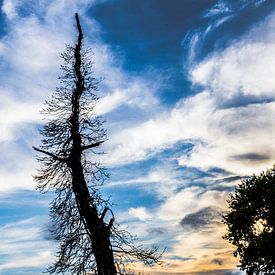 Silhouet van dode boom in het avondlicht von Tromp Fotografie & Registratie