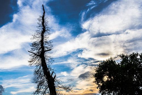 Silhouet van dode boom in het avondlicht