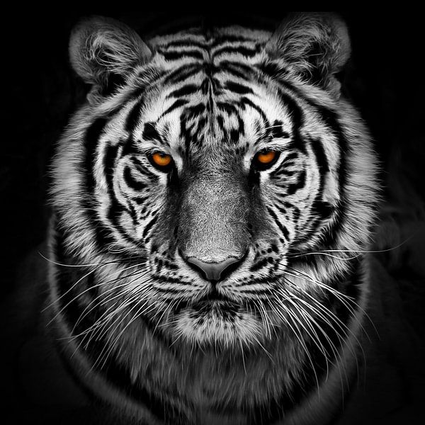 Porträt eines ernst dreinblickenden Tigers von Chihong
