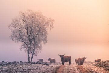 Winter in der Veluwe von Niels Barto