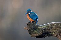 IJsvogel in het ochtendlicht op zoek naar voedsel