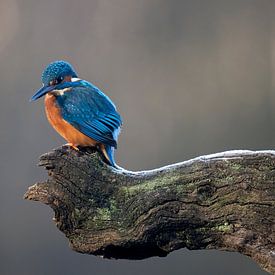 Kingfisher in the morning light looking for food by Henk Zielstra