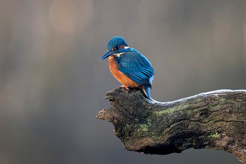 Kingfisher in the morning light looking for food