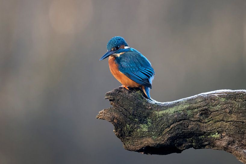 Martin-pêcheur dans la lumière du matin à la recherche de nourriture par Henk Zielstra