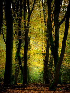 Explodierende Herbstfarben von Eddy Westdijk