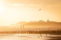 Seagulls on the coast near Zoutelande by Thom Brouwer thumbnail