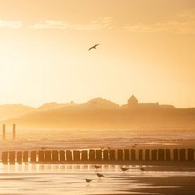 Meeuwen aan de kust bij Zoutelande van Thom Brouwer