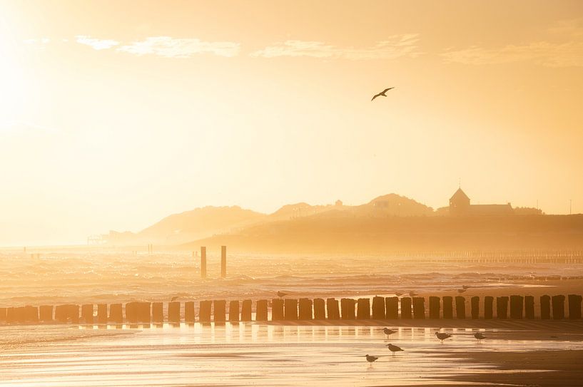 Seagulls on the coast near Zoutelande by Thom Brouwer