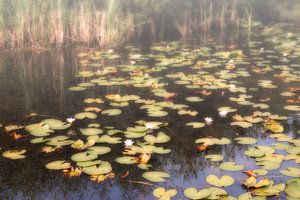 Waterlelies in de mist