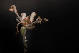 Verwelkt | Teil 2 von Lidia Vedder