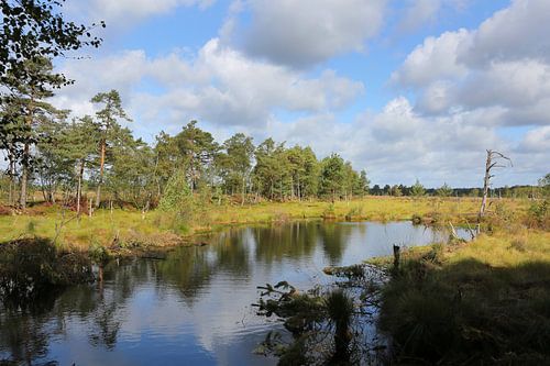 Das Pietzmoor in der Lüneburger Heide in Niedersachsen