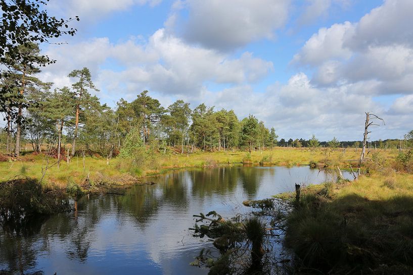 Het Pietzmoor in de Lüneburger Heide in Nedersaksen van Karina Gebert