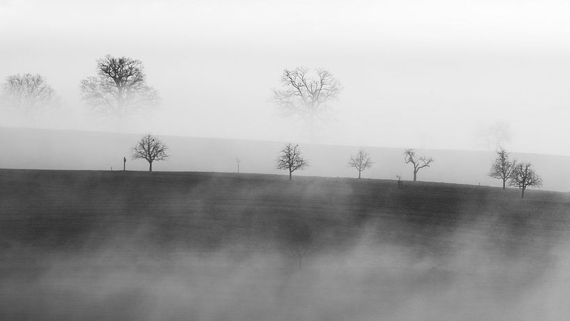 Trees in the fog van Lars Korzelius
