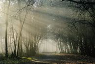 Domaine de Pijnenburg, forêt brumeuse avec clôture par Martin Stevens Aperçu