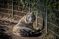 Witte Tijger