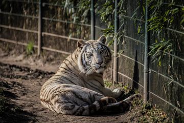 White Tiger by Eveline van Beusichem