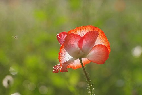 Delicate bloesem van een rode klaproos