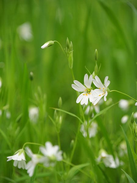 Weiße Blumen im Gras von SiS4you