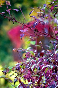 Autumn colours van Michael Nägele