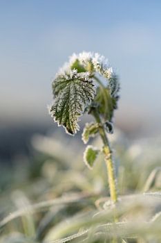 Still in the winter chill