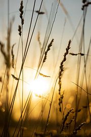 Summer by Studio Aspects