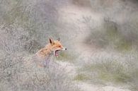 Roaring fox by Larissa Rand thumbnail
