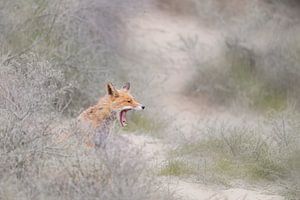 Renard rugissant