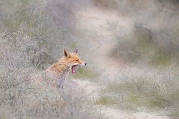 Renard rugissant sur Larissa Rand