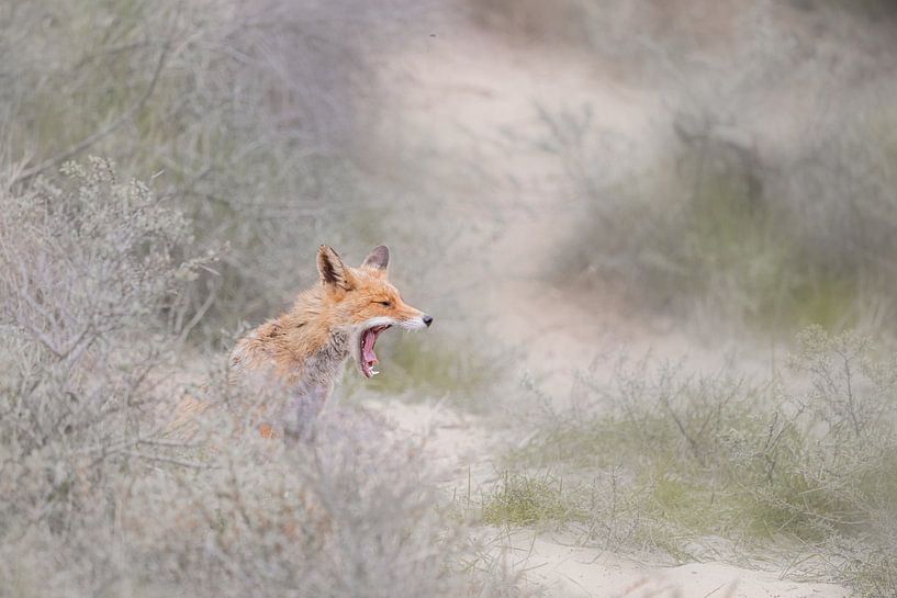 Roaring fox by Larissa Rand