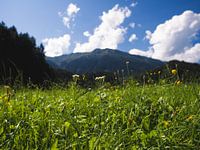 Alpine meadow in summer