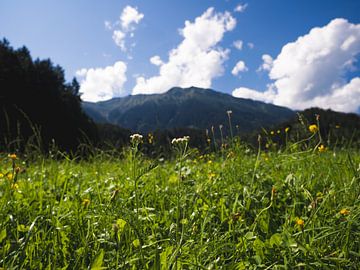 Alpine meadow in summer by Aurica Voss