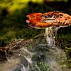 Natuur Paddestoelen van Johnny Flash
