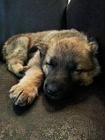Herder pup