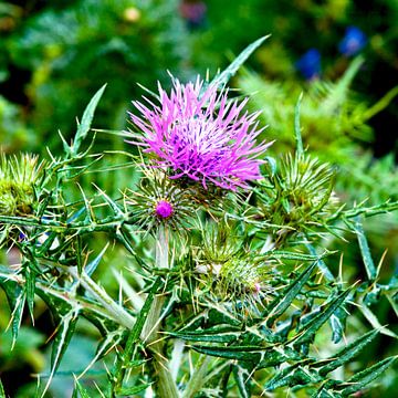 Purple thistle in Sicilian spring
