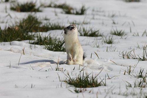 Stoat (Mustela erminea) kortstaartwezel Duitsland