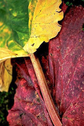 Rhubarb magazine