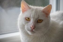 Un chat blanc aux yeux jaunes