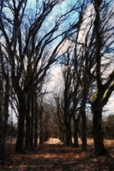 Forest Lane by Geri van den Boom