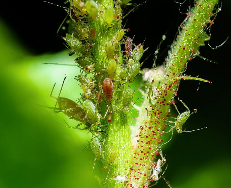 Fleur pleine de poux par ManfredFotos