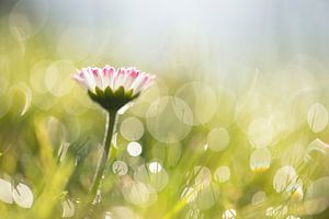 Gänseblümchen am Morgen