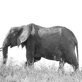 Elefant mit Jungtier von Tom van de Water