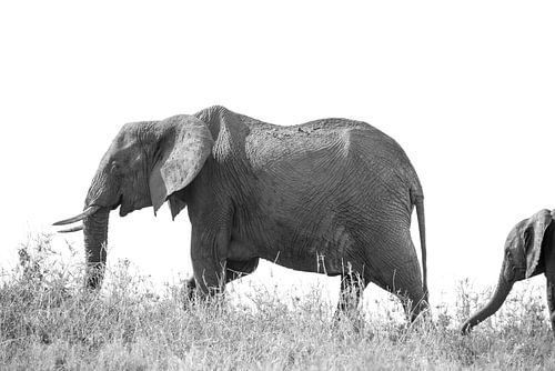 Elephant with young by Tom van de Water